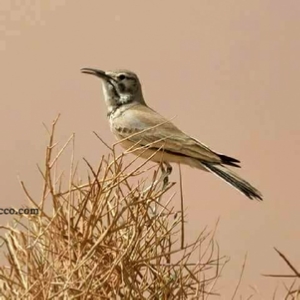 Birding Tours Morocco